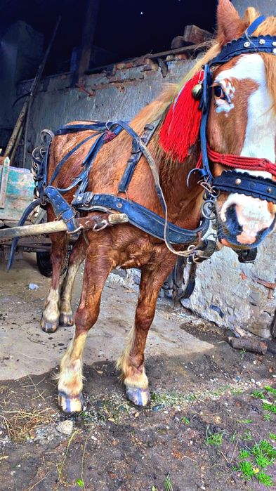 de vanzare cal de 8 ani