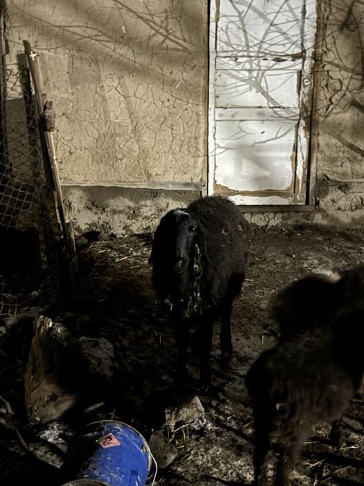 Қой сатылады саудысы бар