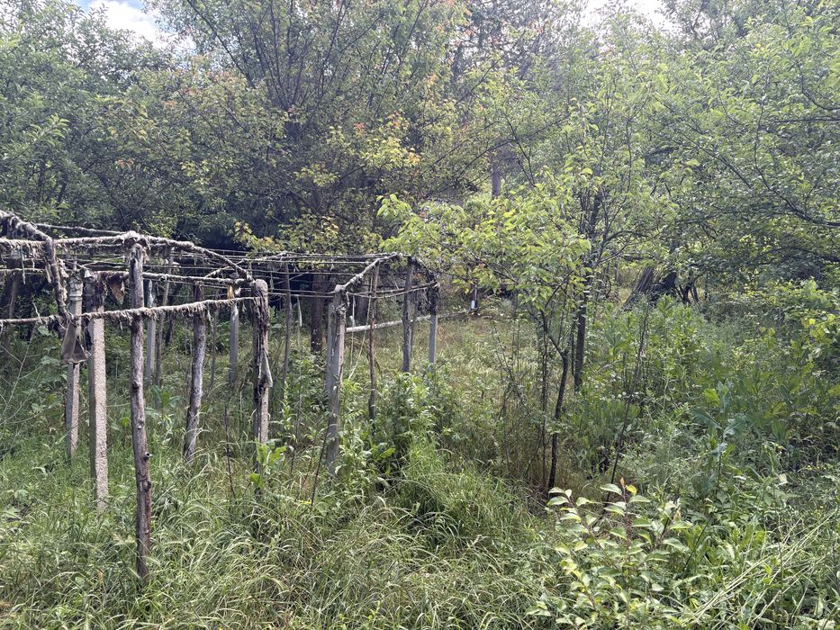 Вила с лозе в американскире лозя