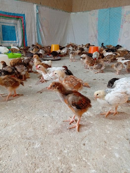 Хан хяп циплята продаются