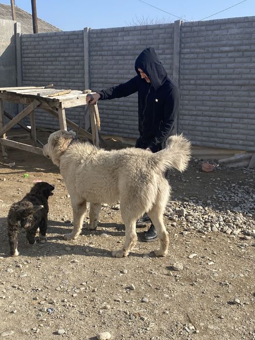 Супертяж 10 ай