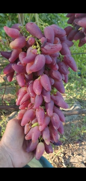 Саженцы винограда