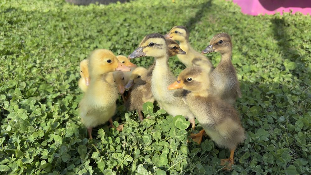 Boboci de rate indiene alergatoare