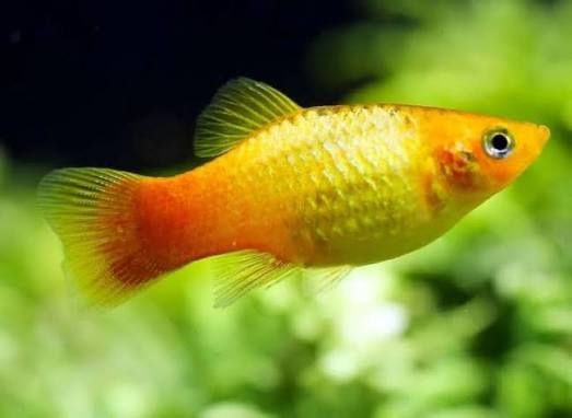 Пецилия    Сансет