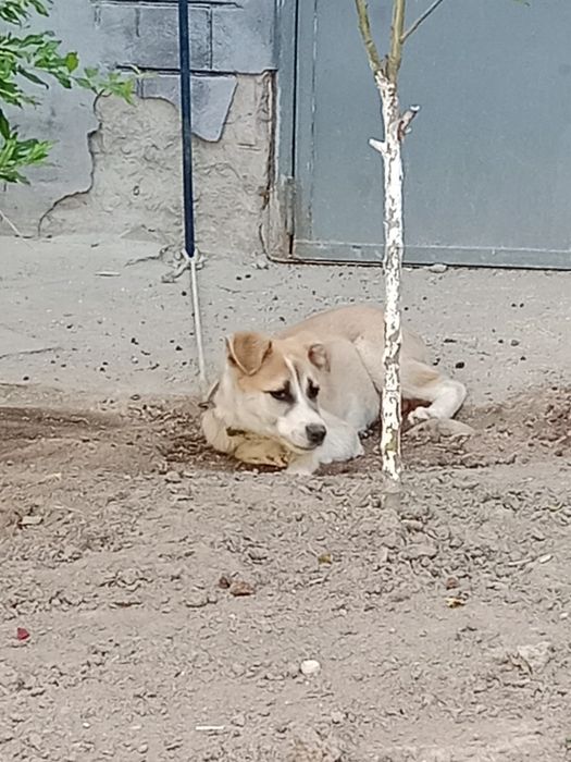 Собака Щенок Ит сотилади