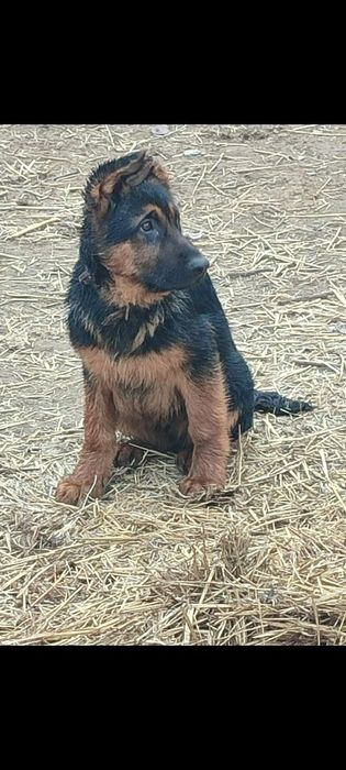 Щенки немецкой овчарки