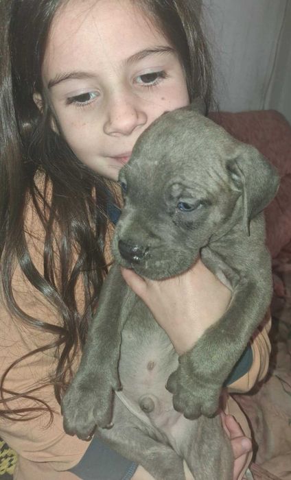 Кане Корсо кученца