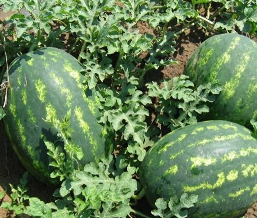 Vand pepeni mirsini