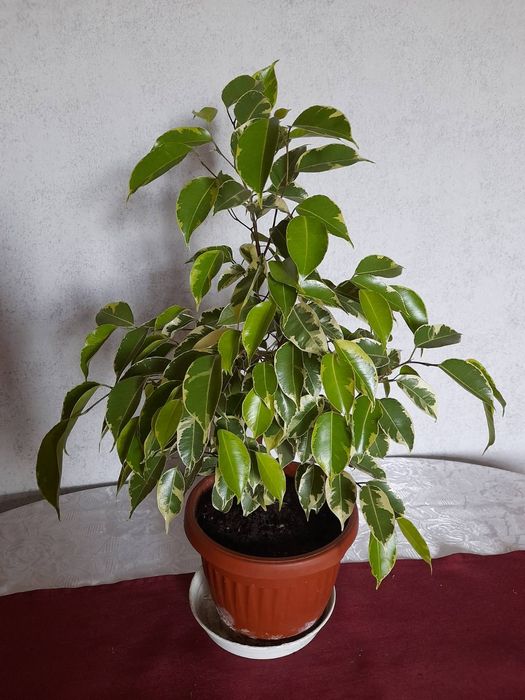 Продавам стайни растения БЕНДЖАМИН