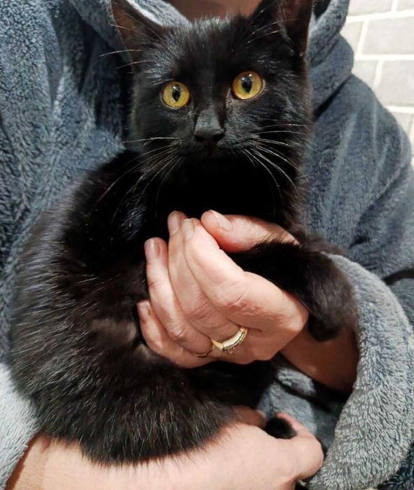 Срочно отдам котенка