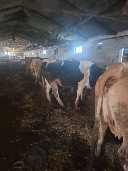 Vaci    cu      lapte