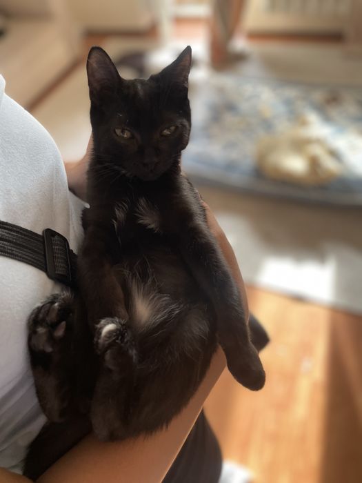 Котик черный 4-5 месяцев, мальчик