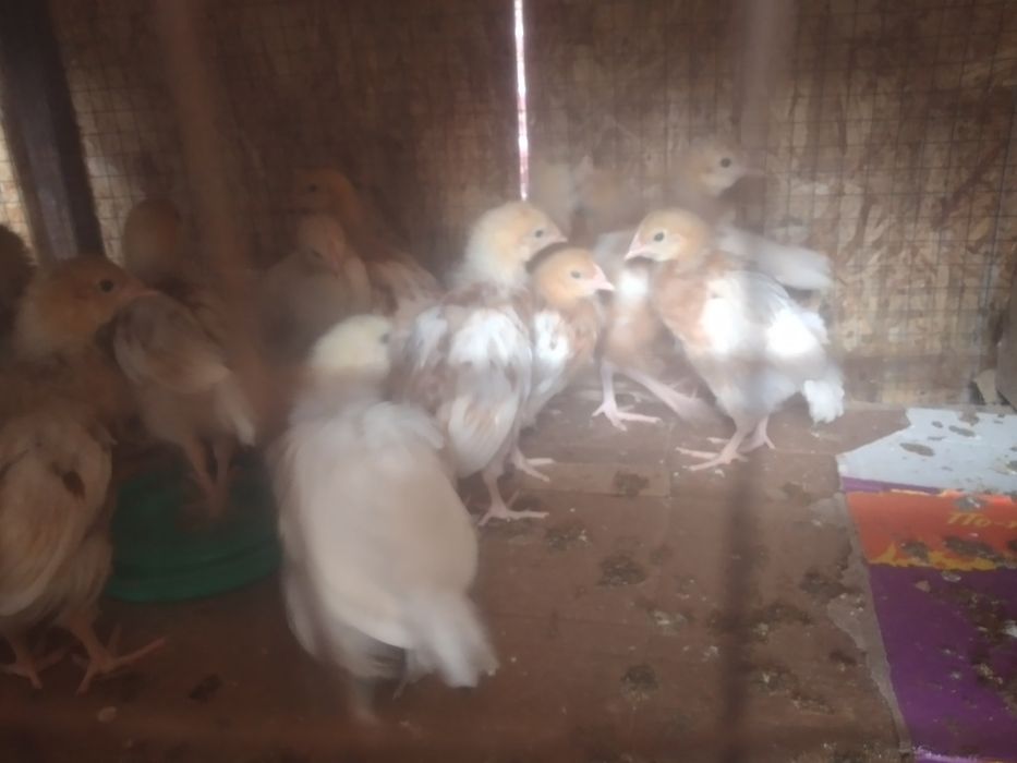 Броилеры хасики цыплята