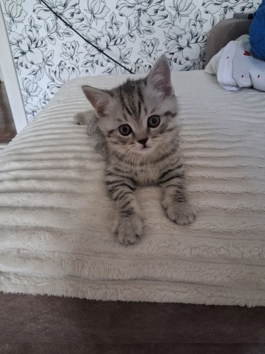 Котята готовы к переезду