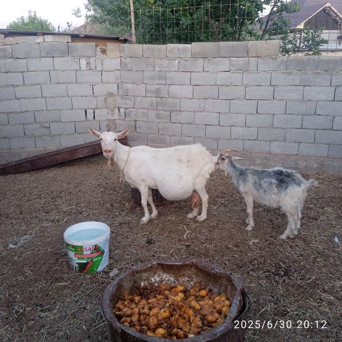 Сүтті орыс ешкі сатылады