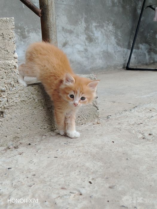 Mushuklar hadya qilinadi