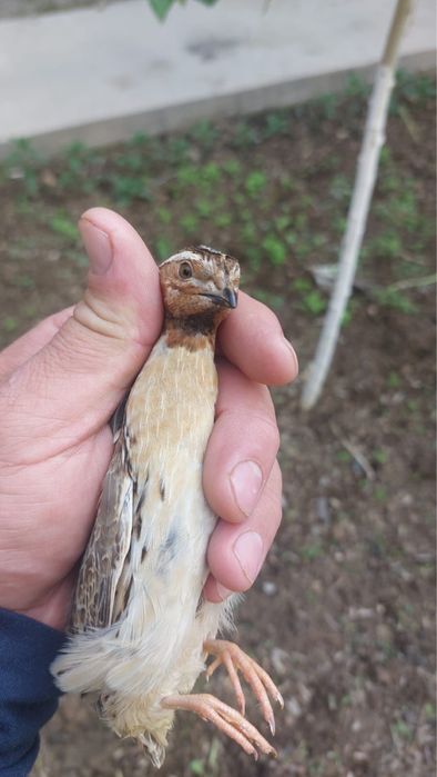 Дикие перепелки Жабайы бодене