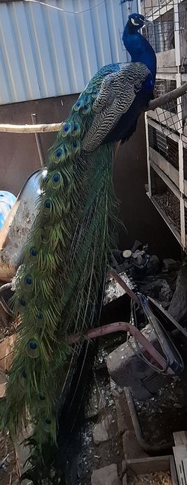 Продам шикарного павлина!