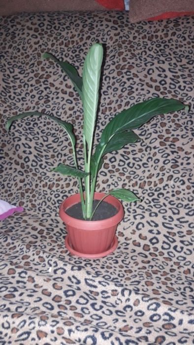 Женское счастье и дерево любви продам