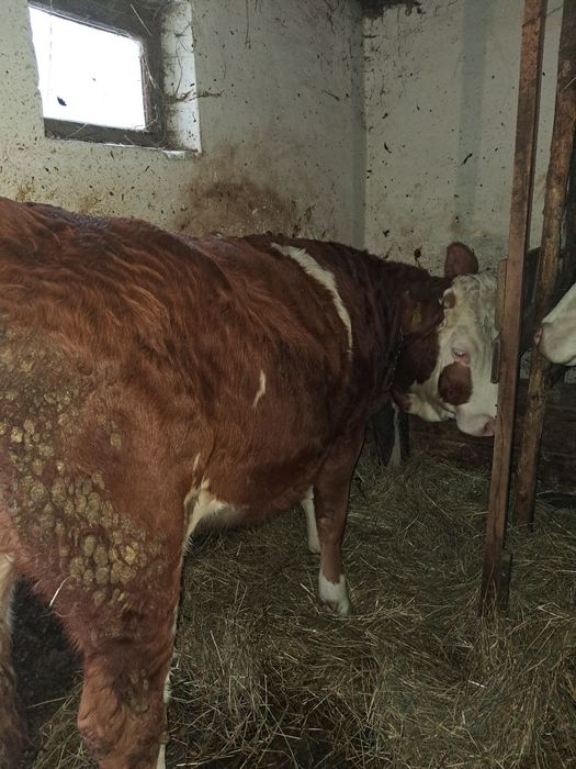 Vând juninca de 1 an si 2 luni