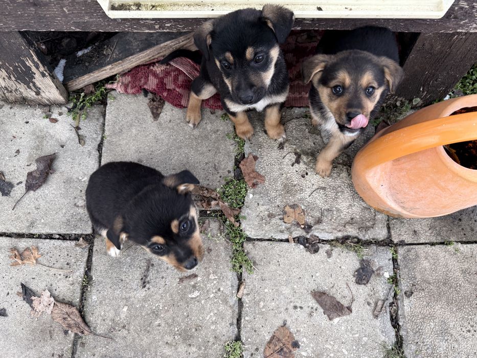 ПОДАРЯВАТ СЕ кученца на 2 месеца