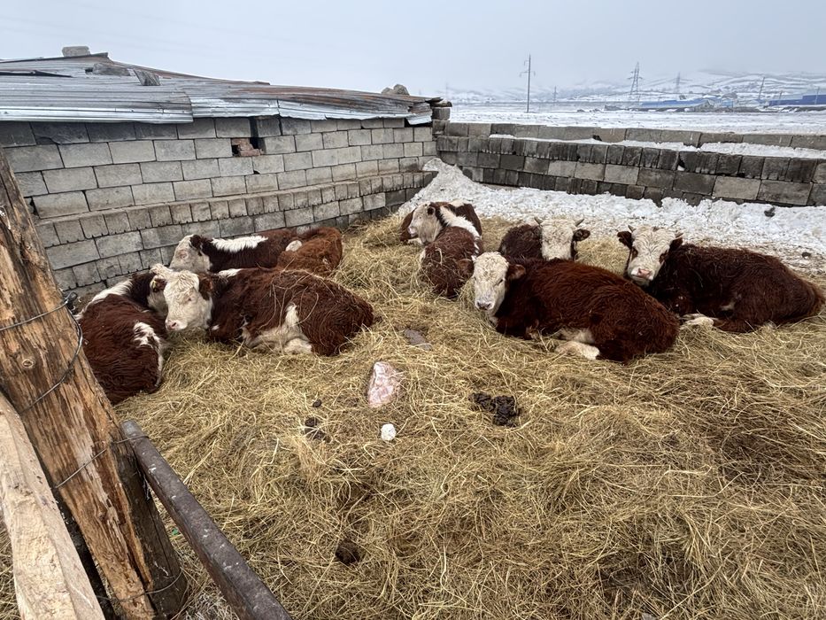 Продам бычков ….