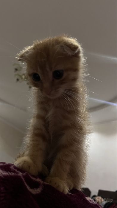 Котик вислоухая шотладская