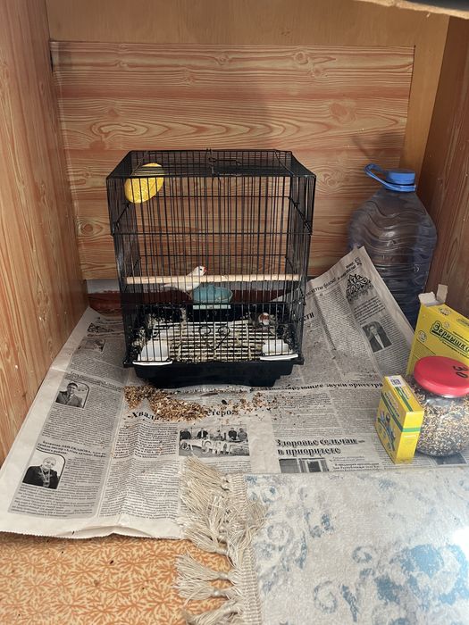 Продам амадин с клеткой