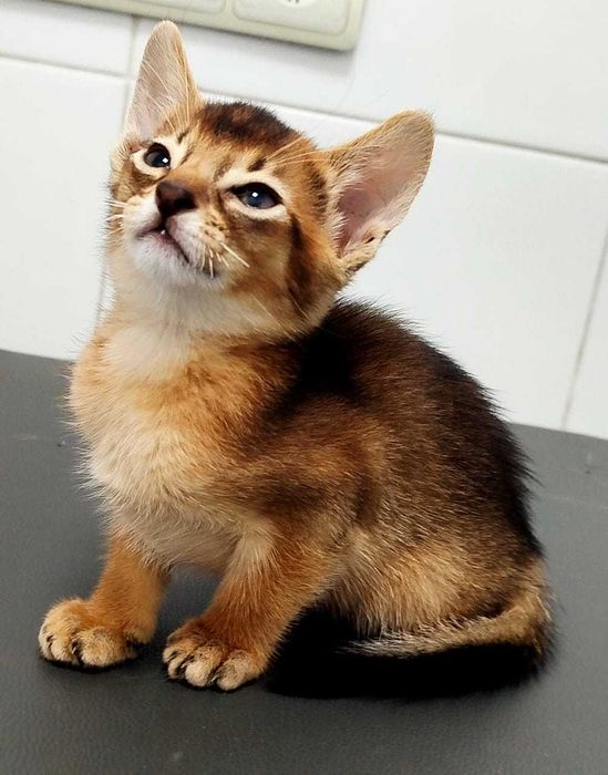В продаже котята Самалийцы