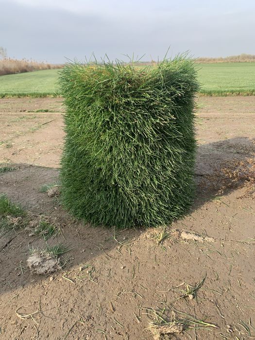 Газон озеленение