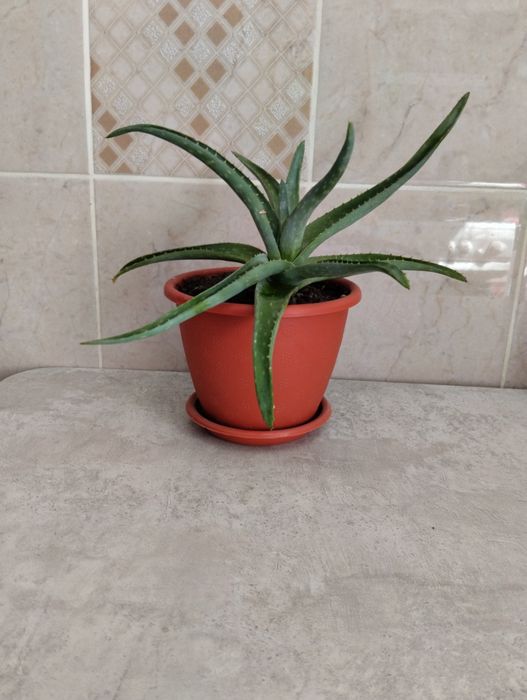 Продам алое лечебное (3 года)