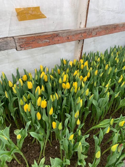 тюльпаны голандские