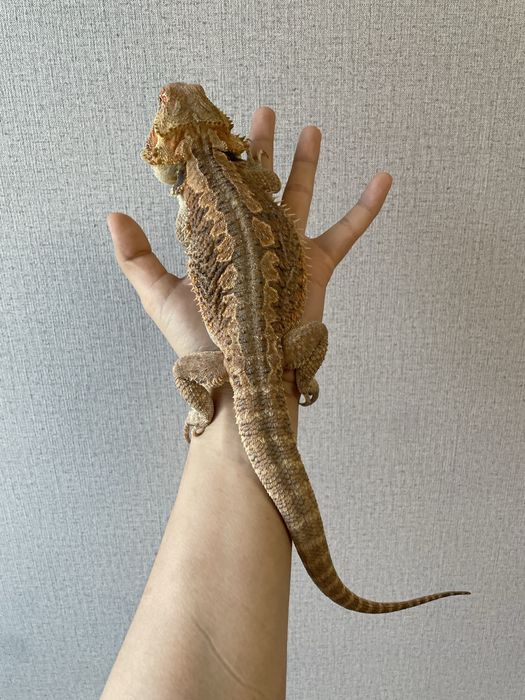 Бородатая агама Самка