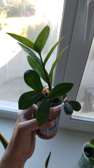 Цветы домашнии цена 2500тенге