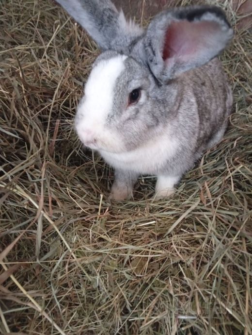 Кролик 5 месяцев