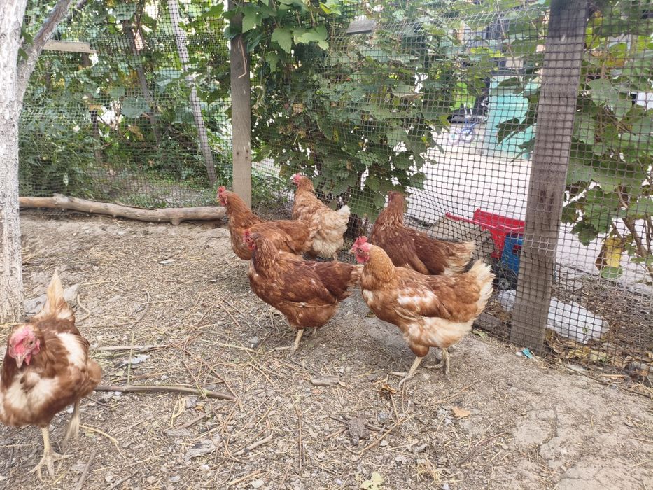 Продам куры хорошо несет