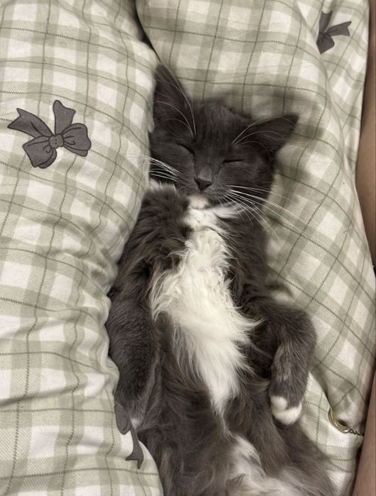 Отдам красивую кошку девочку