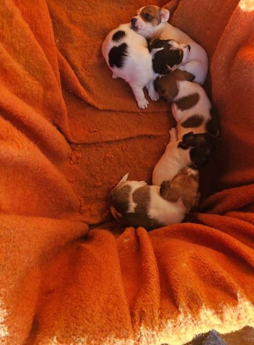 Джак ръсел на 90дни