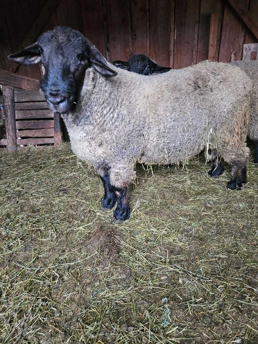 Berbeci rasa Suffolk