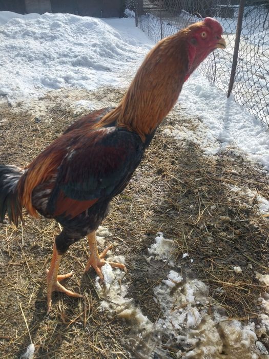 Продам петуха дакан