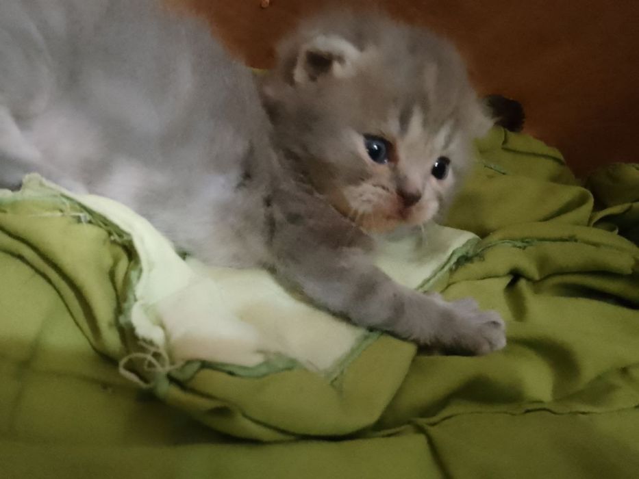 Skottish fold  qizchala