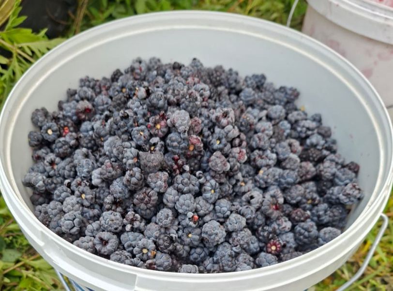 Продам ежевику свежая
