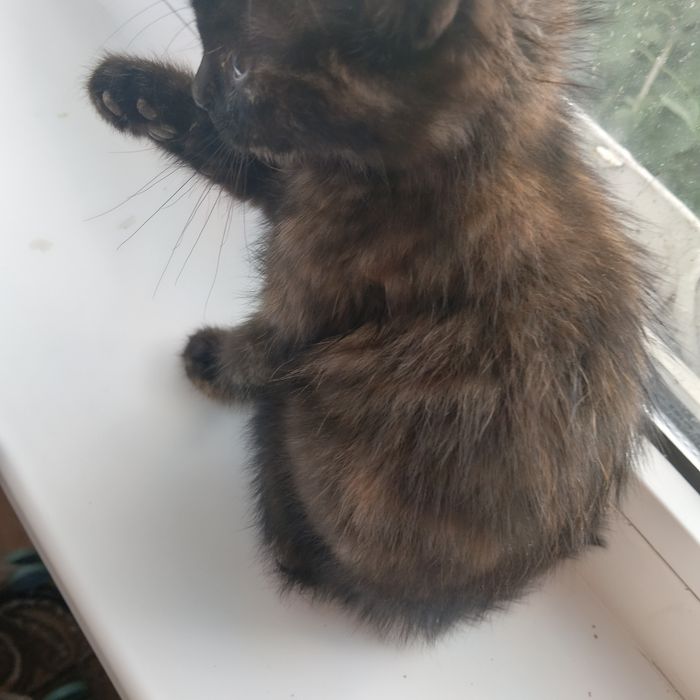 Котёнок бесплатно девочка