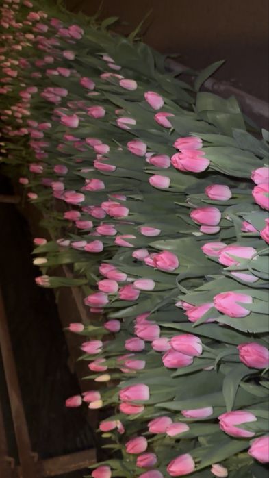 Продам тюльпаны оптом