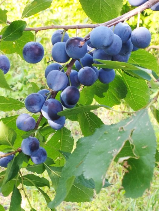 Срочно продам дачу .