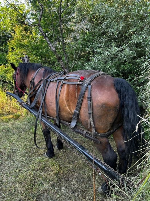 Cal bun de pădure și cuminte