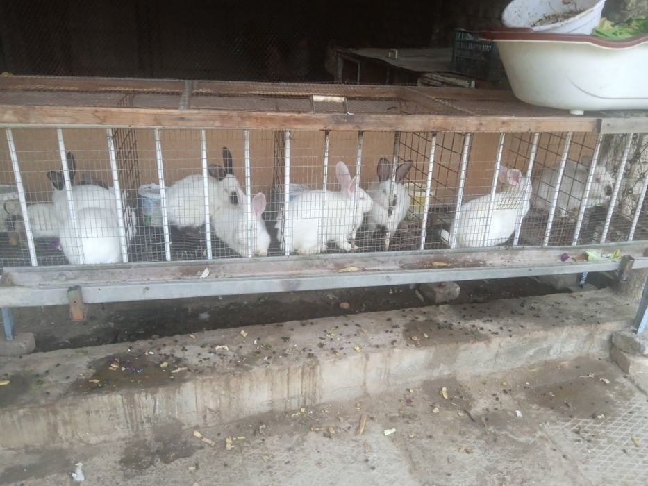 Куёнлар сотилади