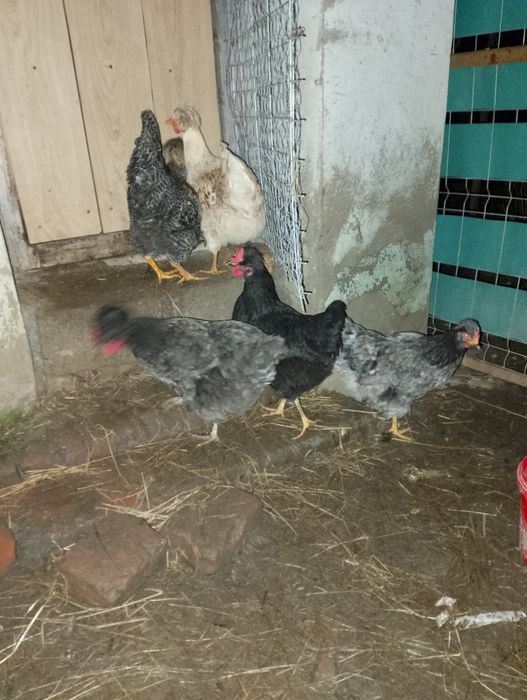 Disponibile găini moțate