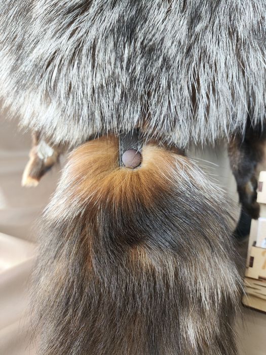 Тымак национальный