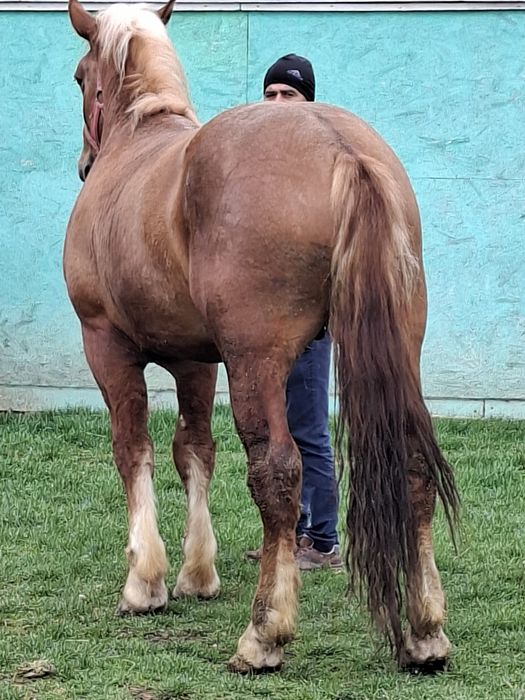 Vând manz de 3 ani in vara